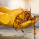 banana the lobster